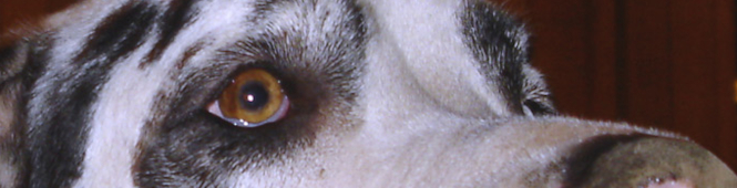 Doggenaugen_Gina