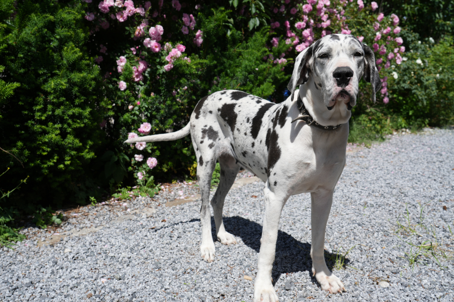 Deutsche Dogge Harlekin Lena