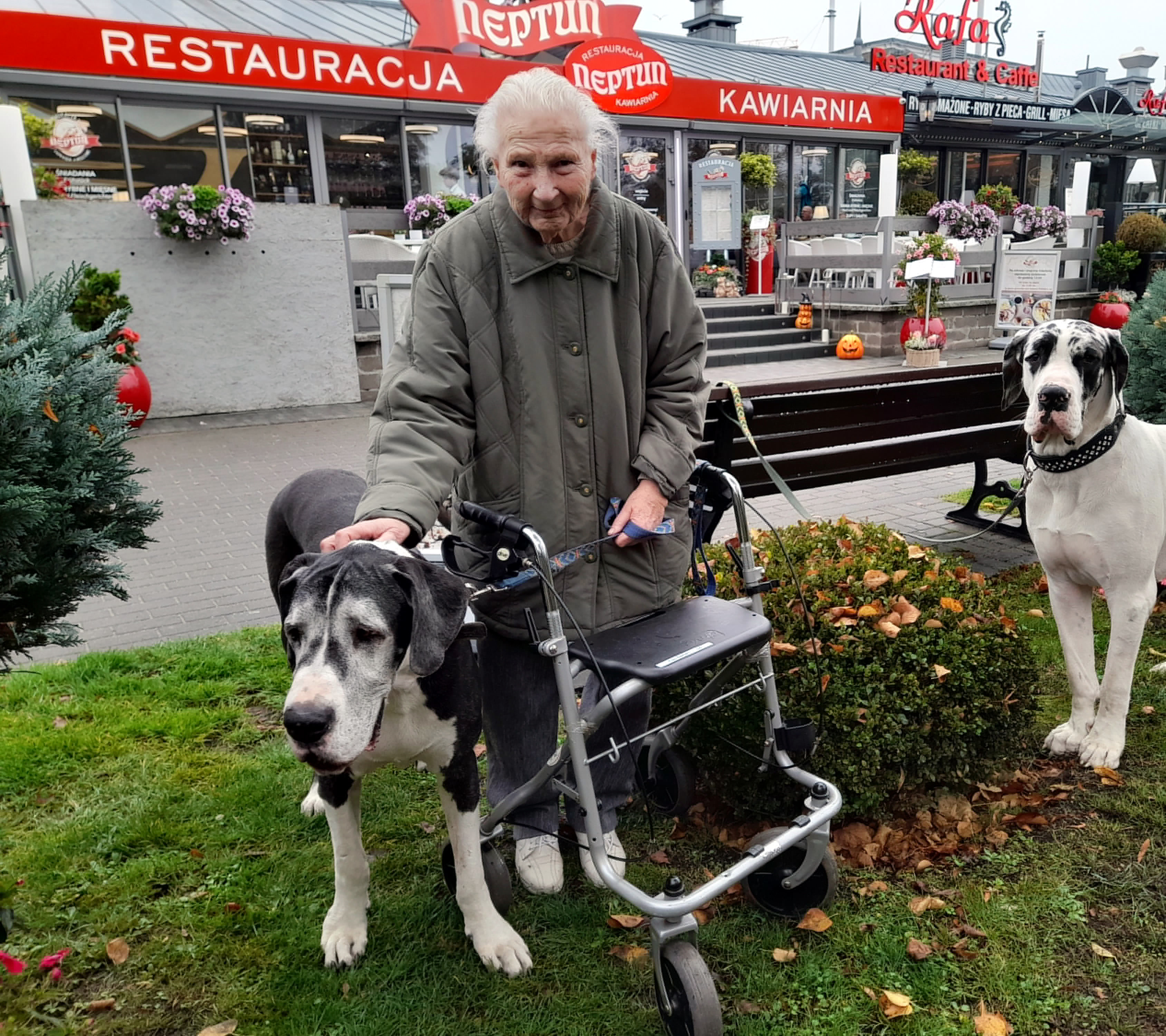 Deutsche Dogge Indra vom Gehrensee