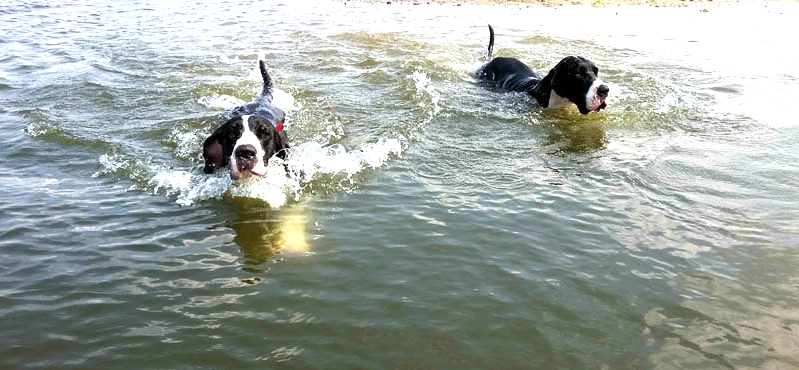 Deutsche Doggen Schwimmuebungen