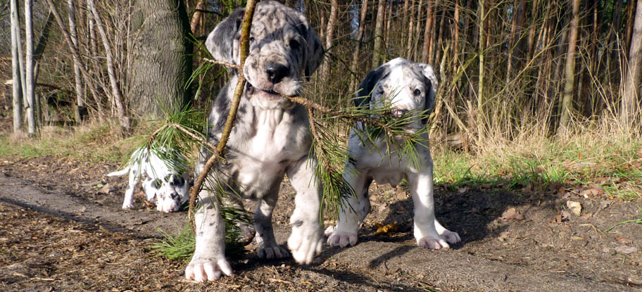 K-Wurf Deutsche Doggen vom Gehrensee