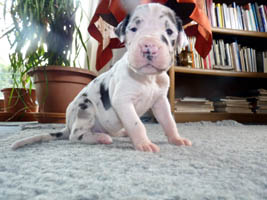 Doggenwelpe 17 Tage alt