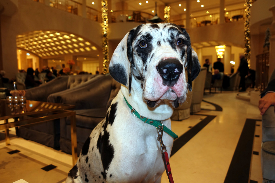 Deutsche Dogge Lena
